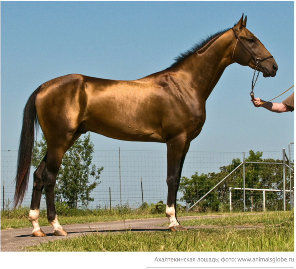 Порода лошадей азорская