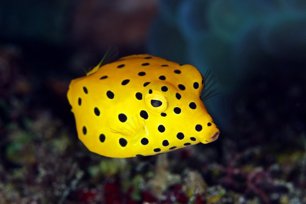 Ostracion cubicus