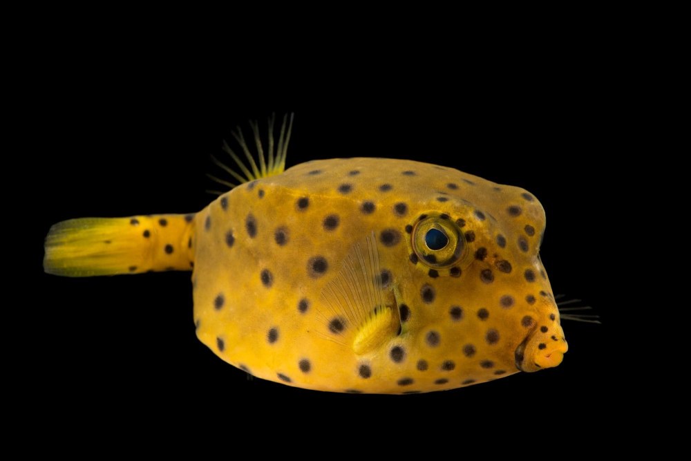 Ostracion cubicus