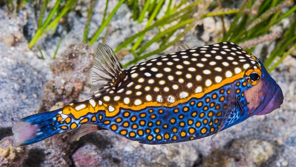 Ostracion meleagris