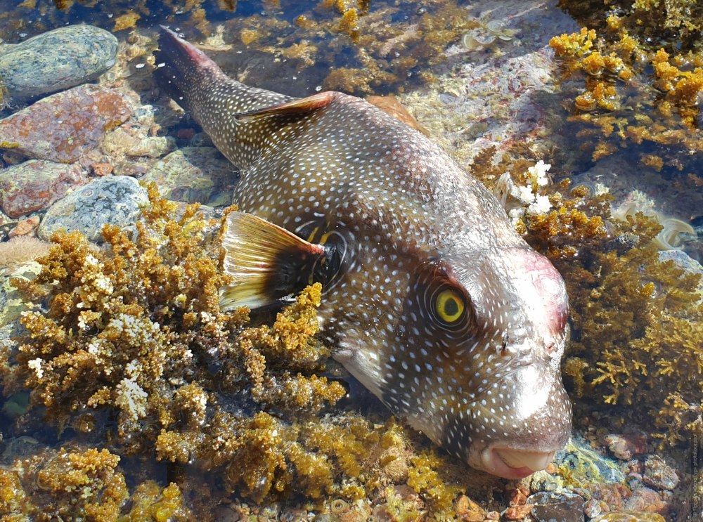 Рыба кузовок красное море