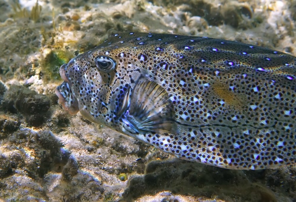 Рыба кузовок красное море