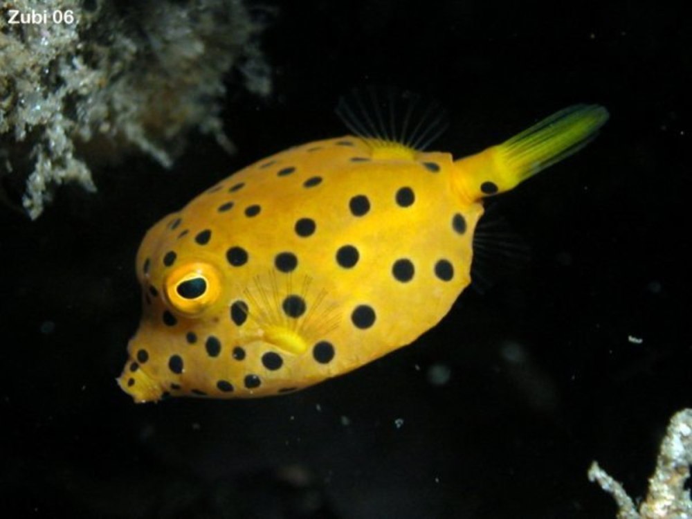 Кузовок кубик, m /Ostracion cubicus