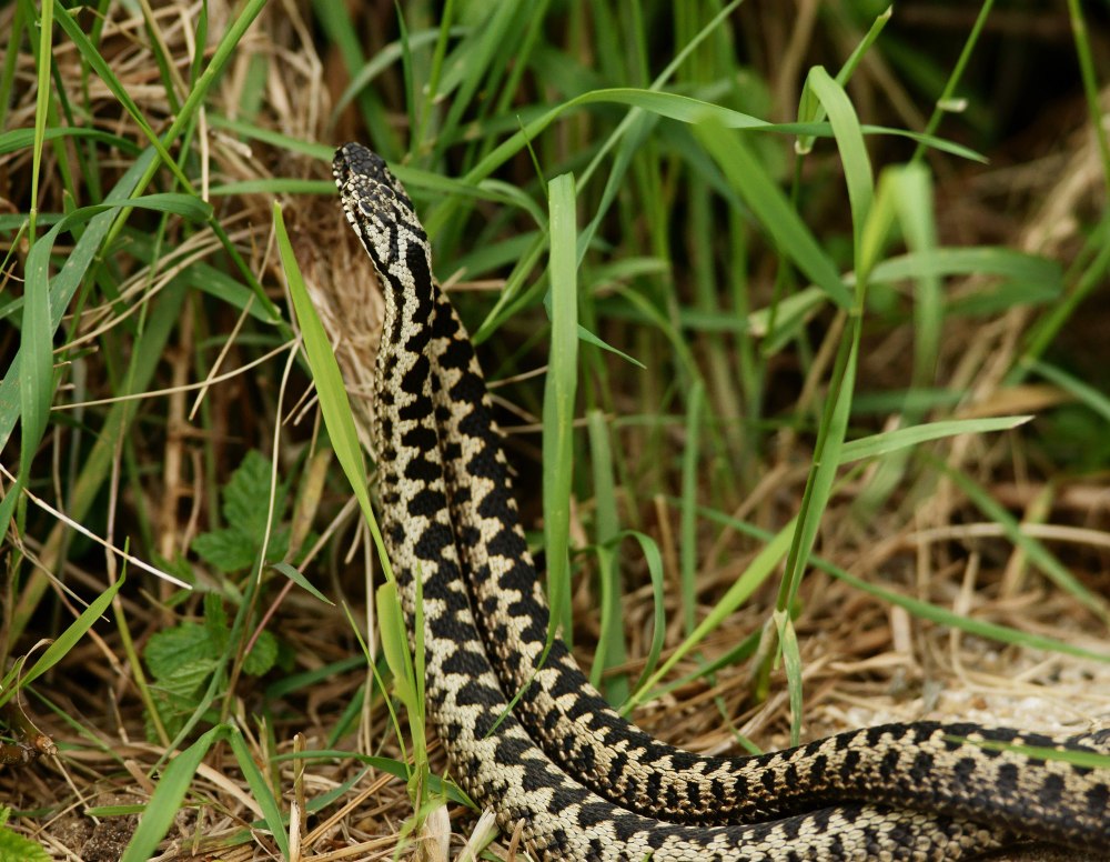 Гадюка Сахалинская ( Vipera sachalinensis )