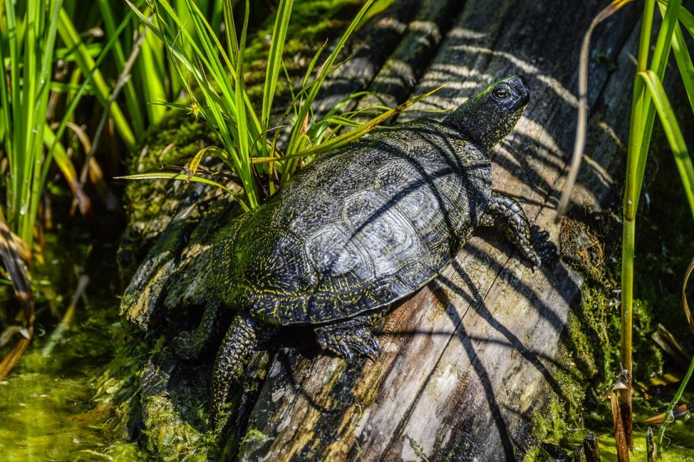 Европейская Болотная черепаха (Emys orbicularis)