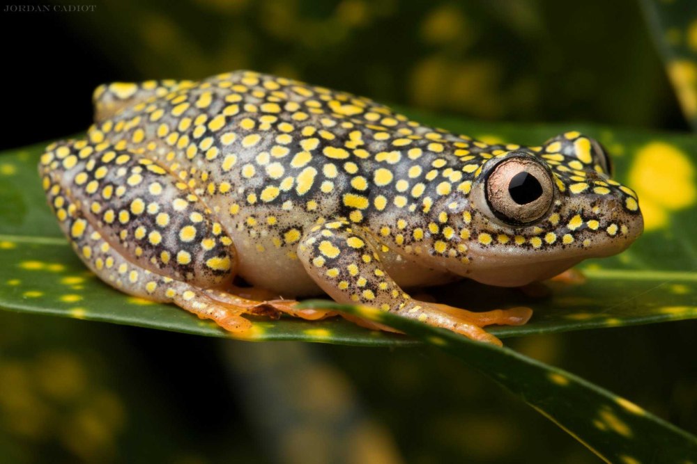 Heterixalus alboguttatus