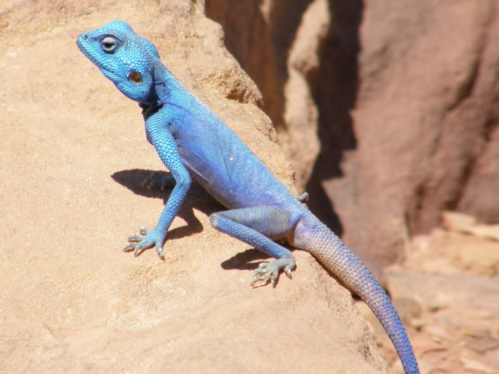 Pseudotrapelus sinaitus