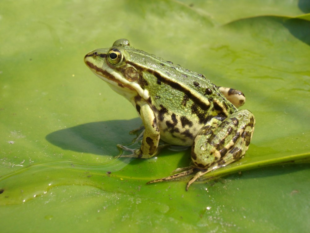 Прудовая лягушка (Rana lessonae)