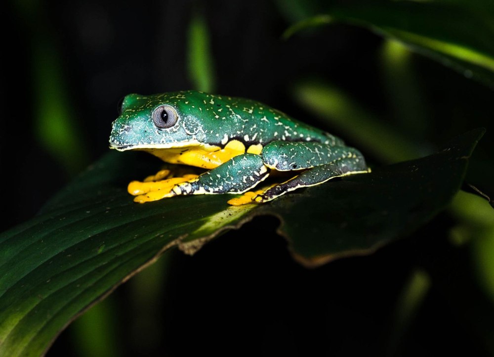 Cruziohyla craspedopus