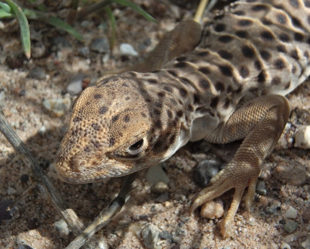 Gambelia wislizenii
