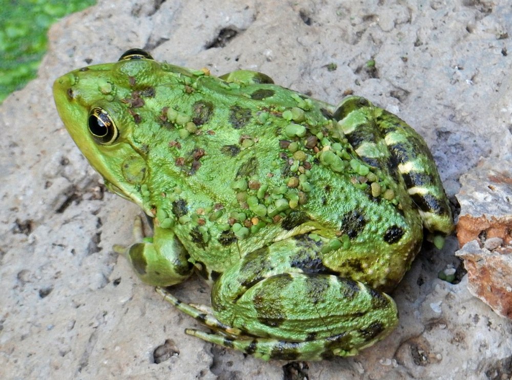 Pelophylax bedriagae