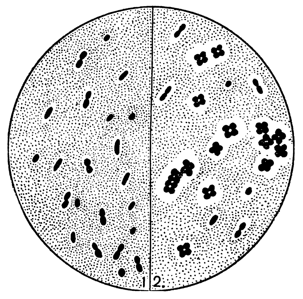 Бактерии азотобактер