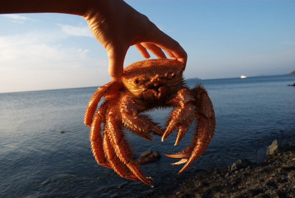 Дальневосточный морской заповедник Камчатский краб