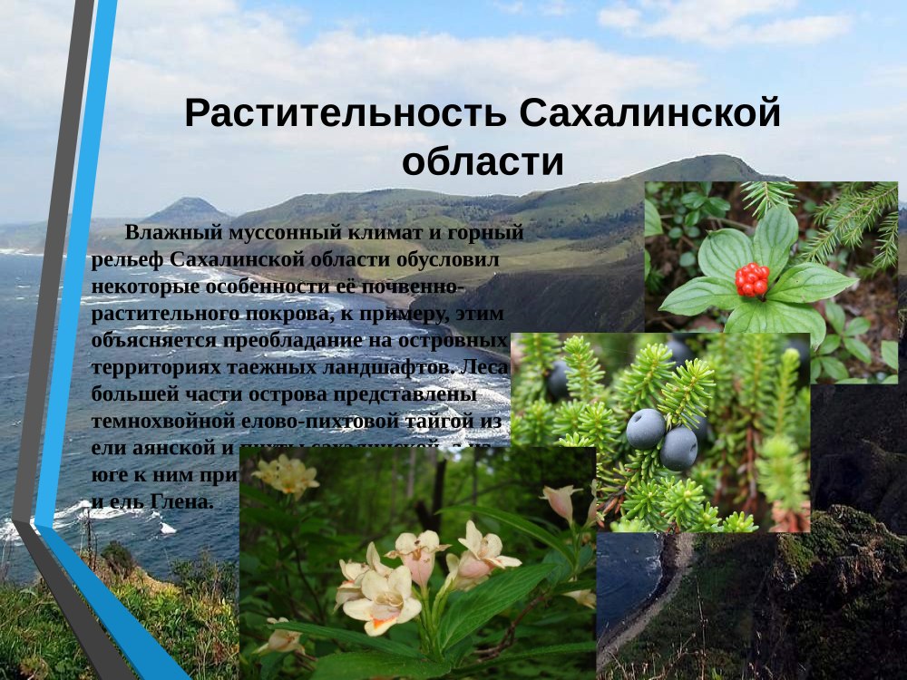 Растения Сахалинской области