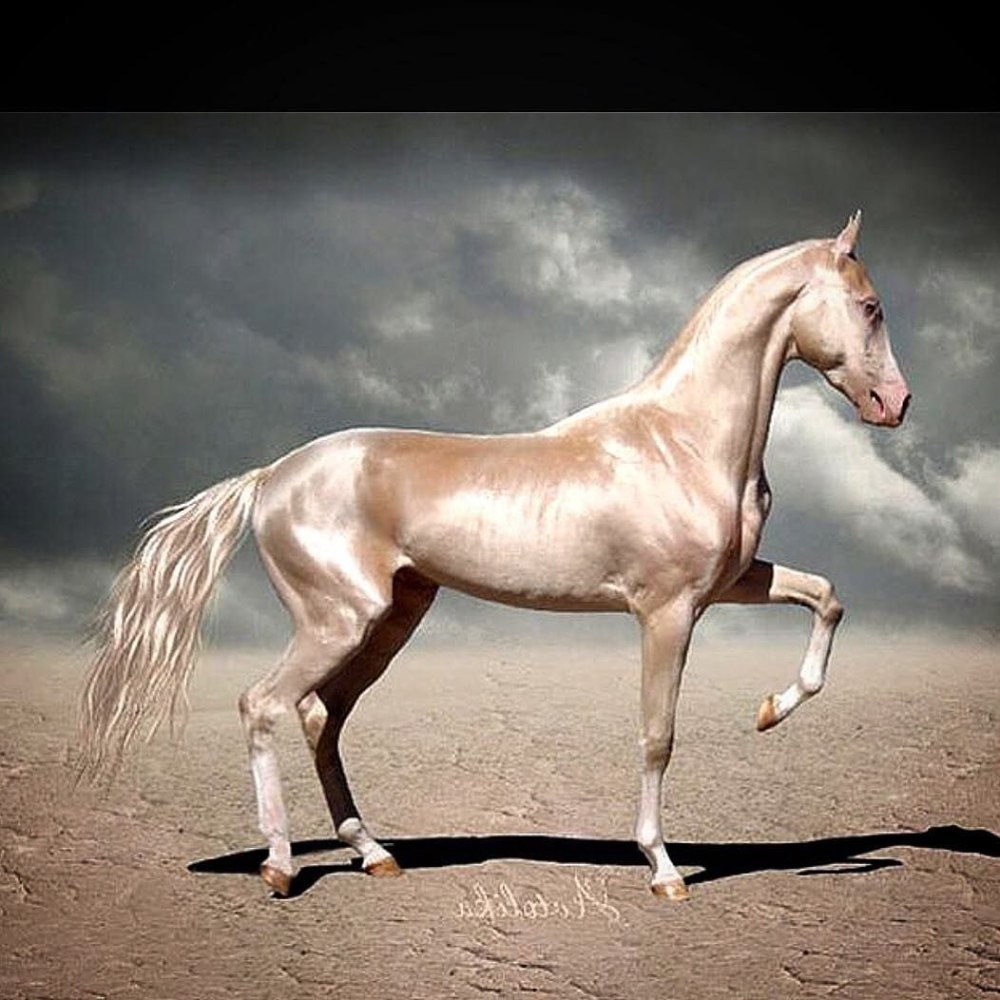 Порода лошадей эфиопская