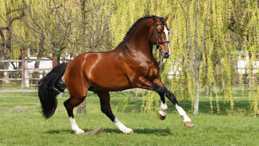 Порода лошадей карабаирская
