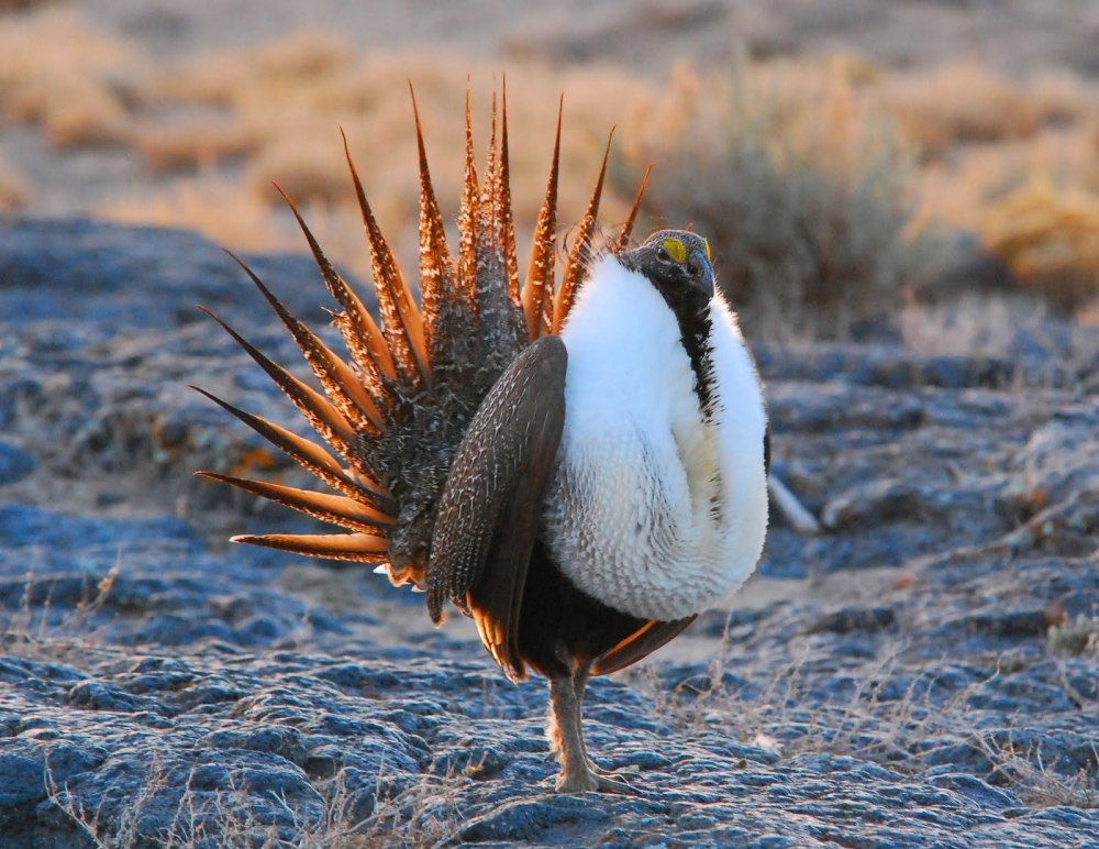 Sage Grouse