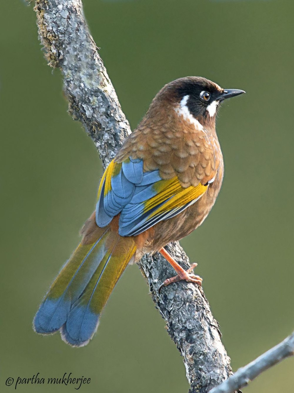 Птицы азербайджана