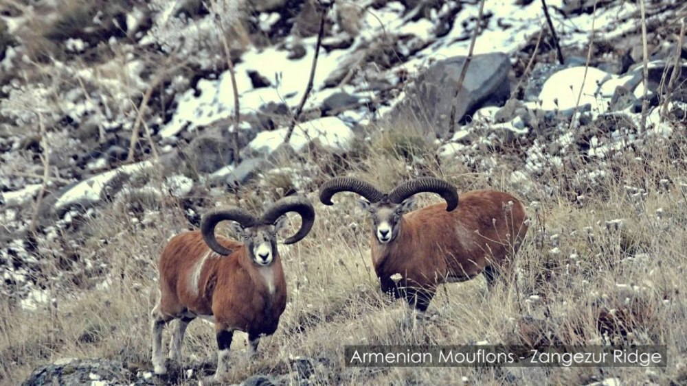 Ovis orientalis gmelini