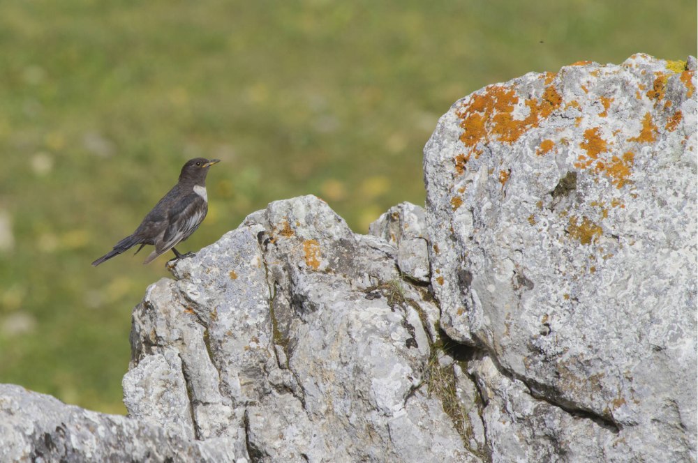 Birds of Azerbaijan