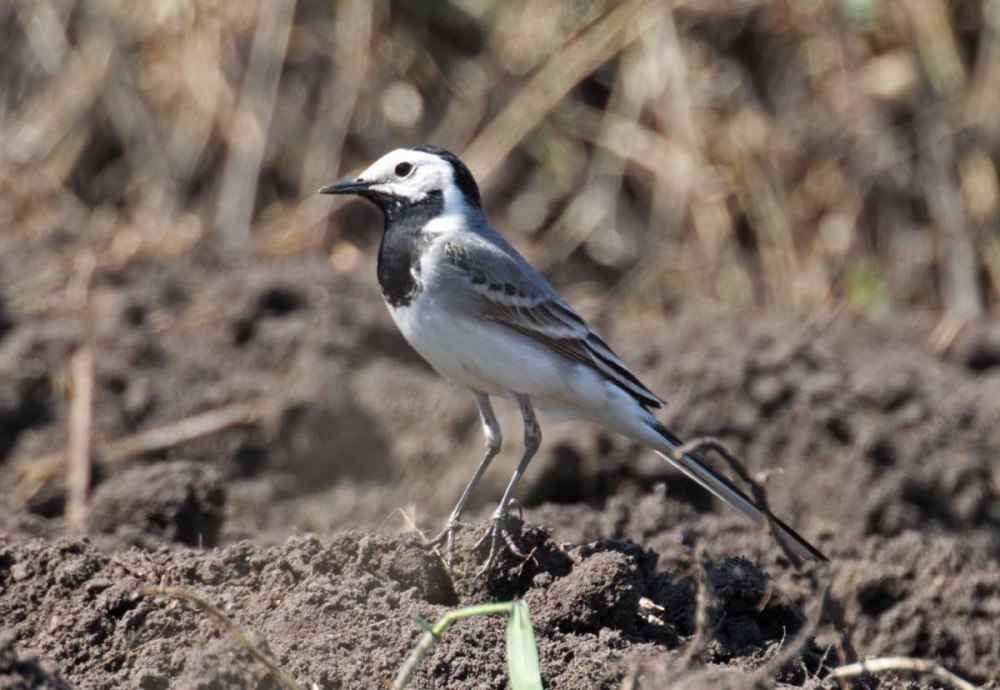 Гнездо Nest белая трясогузка Motacilla Alba