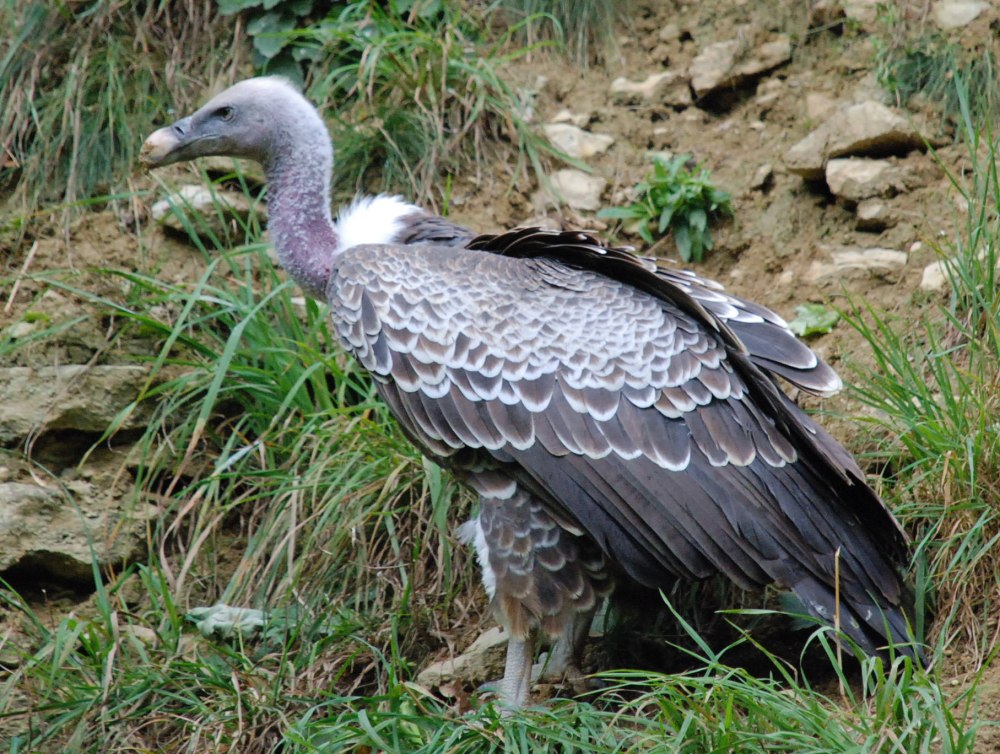Кумай (Гималайский гриф)