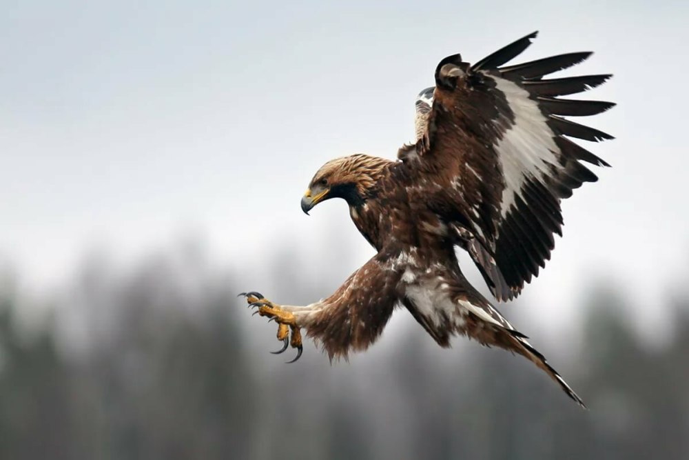 Беркут Aquila chrysaetos (Linnaeus, 1758)