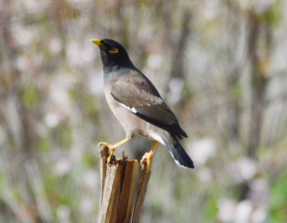 Acridotheres tristis