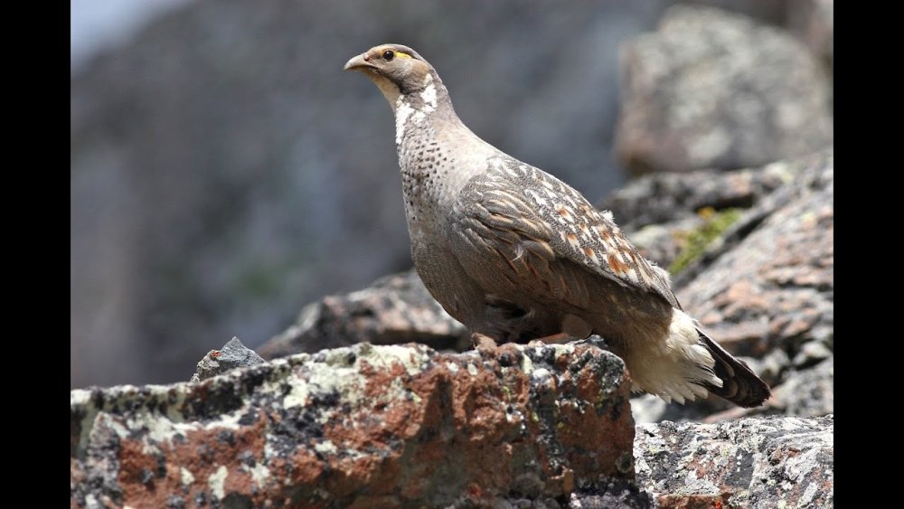 Tetraogallus altaicus