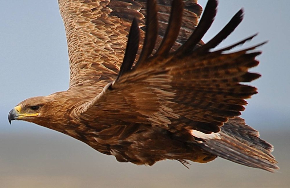Степной орёл (Aquila nipalensis