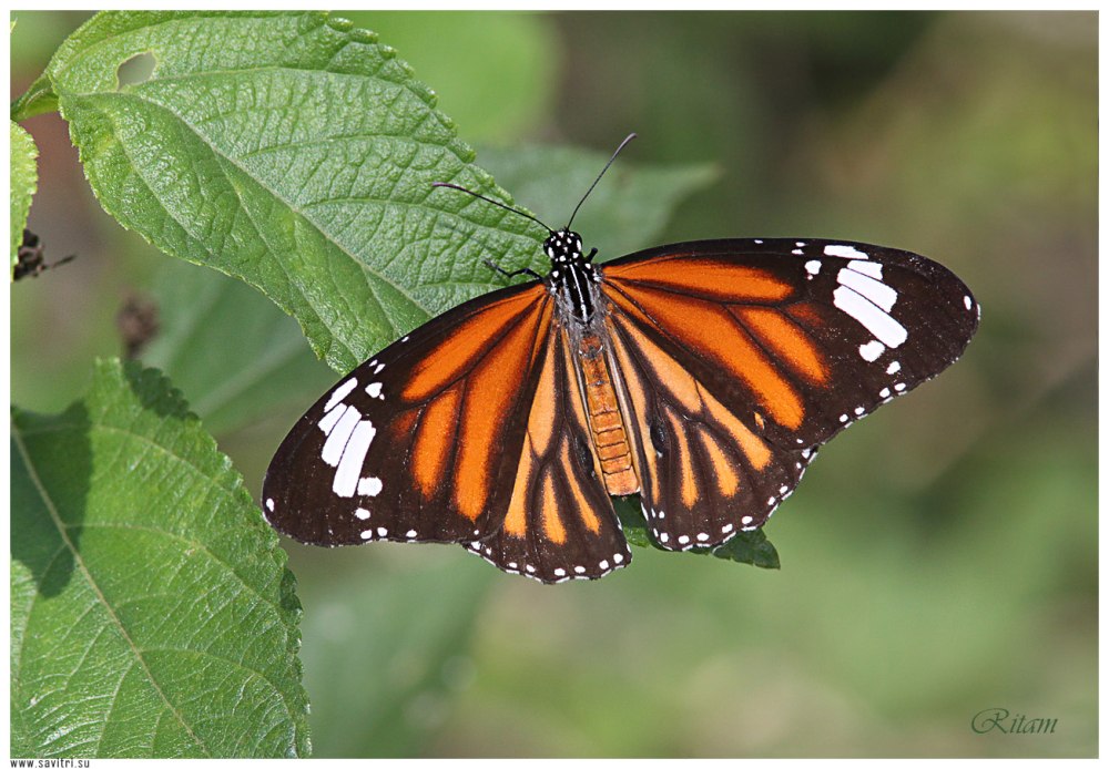 Danaus genutia
