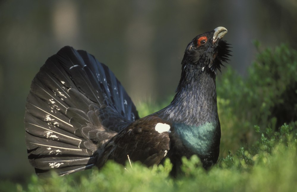 Глухарь - Capercaillie