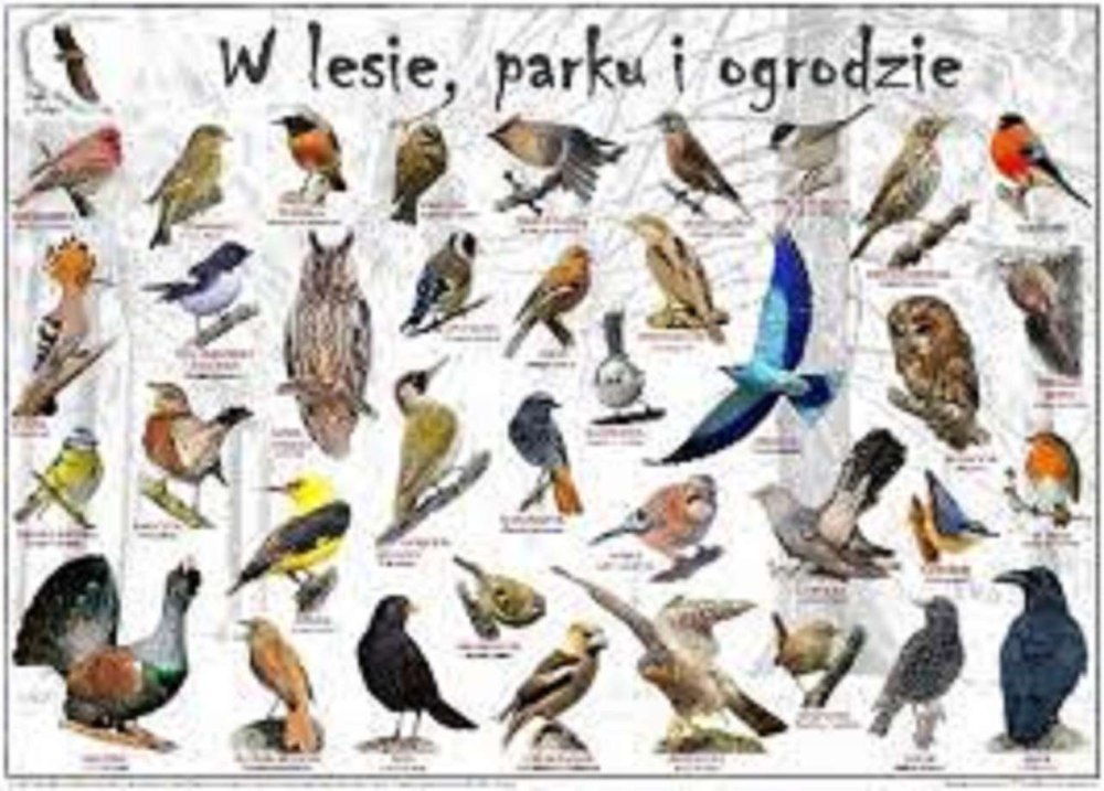 Birds for teaching