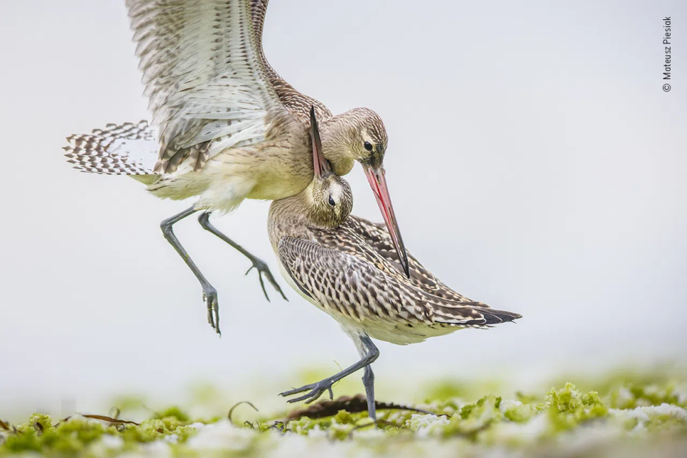 Wildlife
