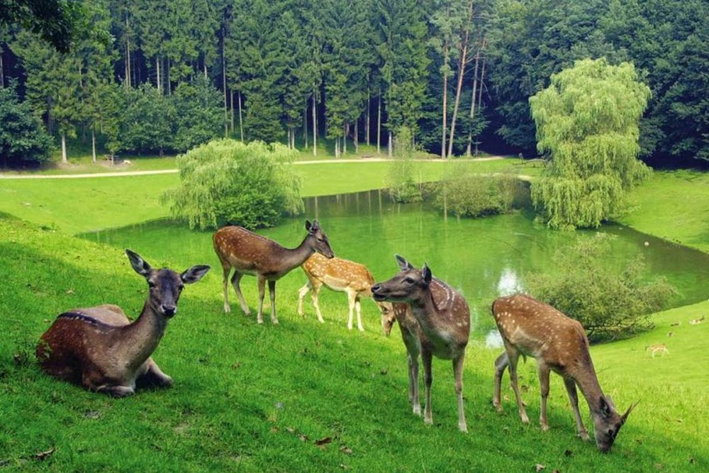 Парк Wild Park Schwarze Berge