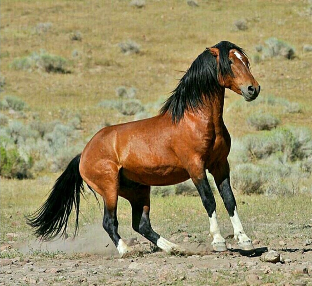 Порода лошадей делибоз