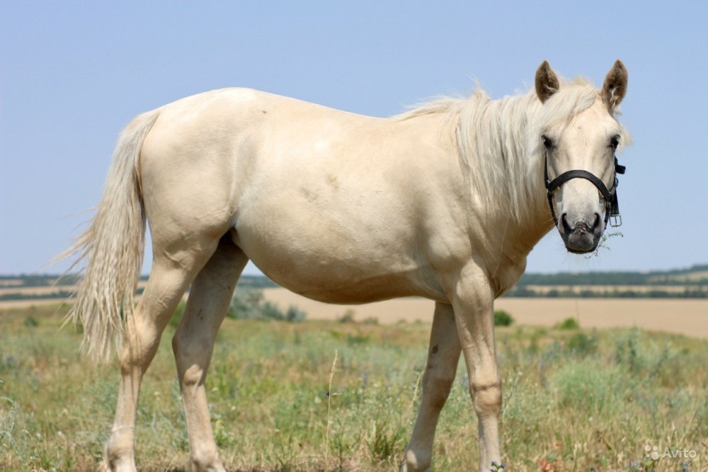 Порода лошадей татарская