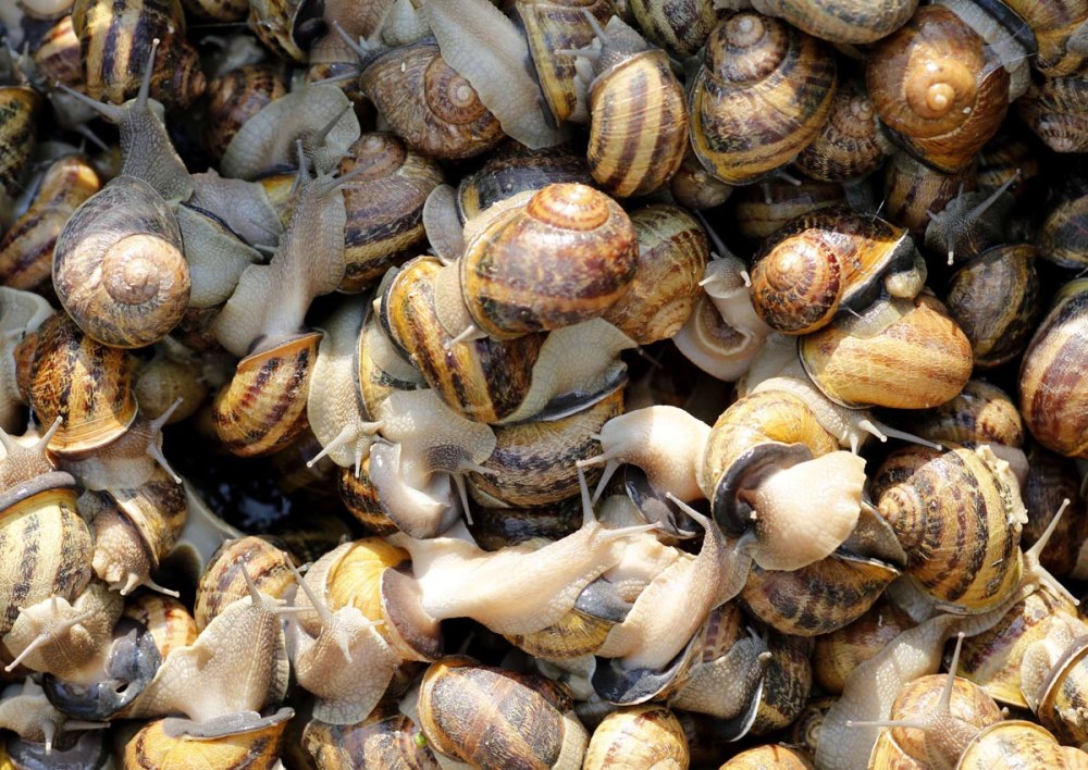 Helix aspersa улитка