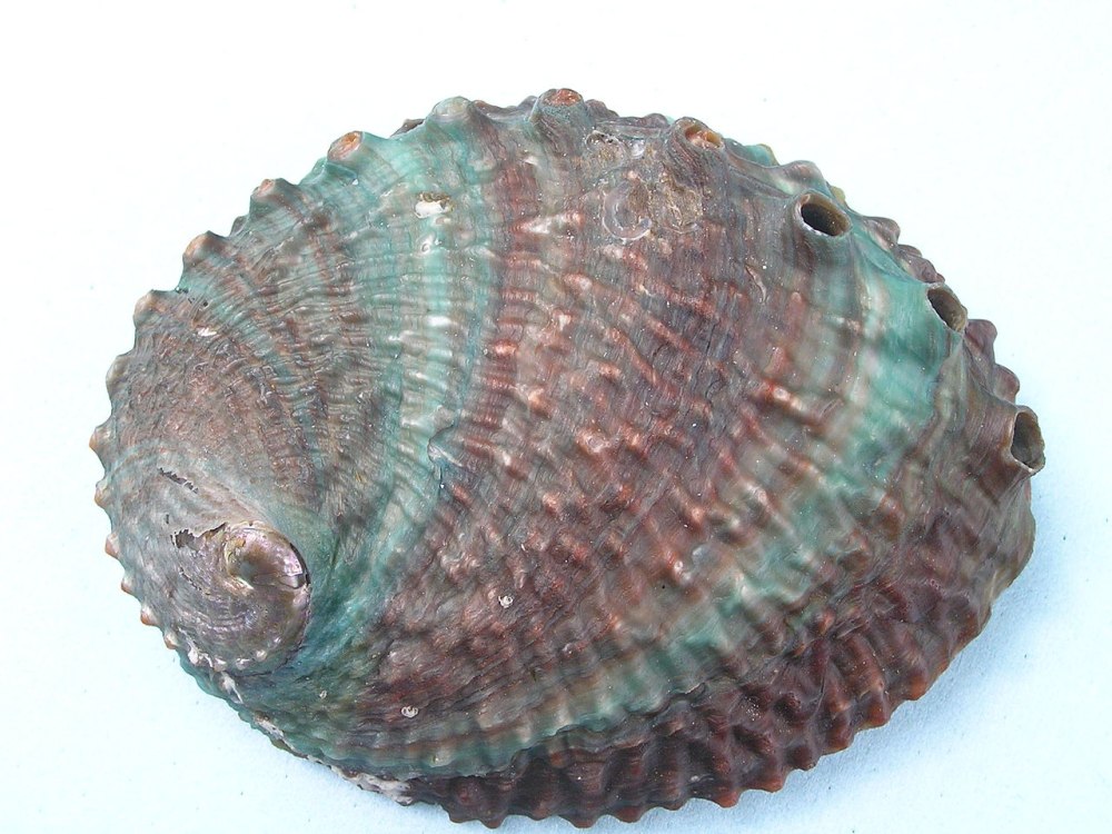Улитка галиотис морская