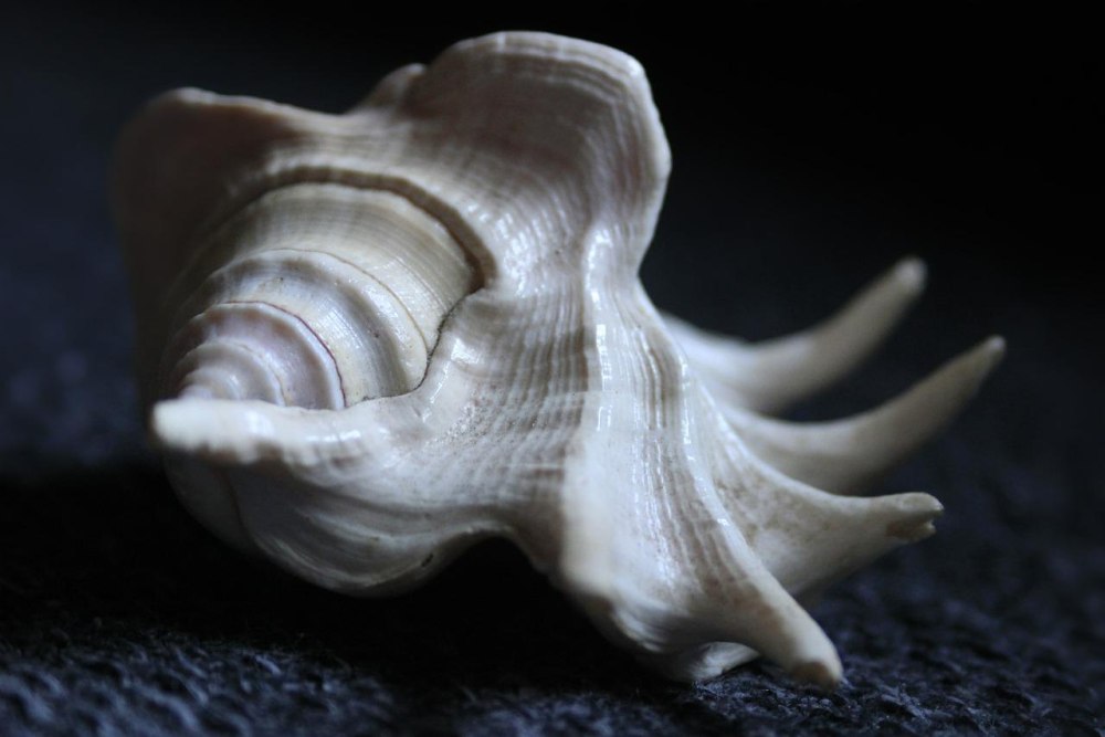 Ракушки морские