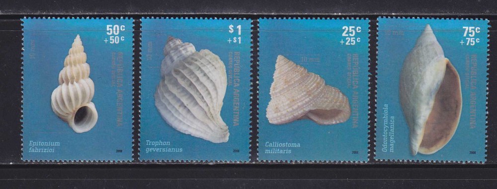 Neithea CF. Quinquecostata
