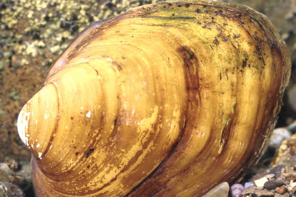 Unionidae моллюски