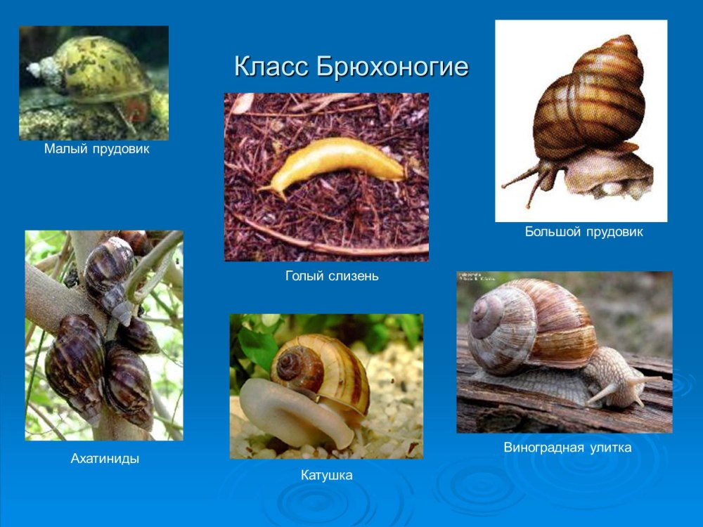 Представители брюхоногих моллюсков 7 класс