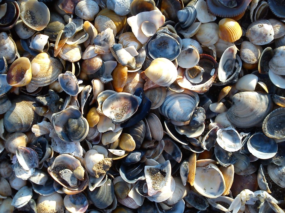 Mollusca мидии
