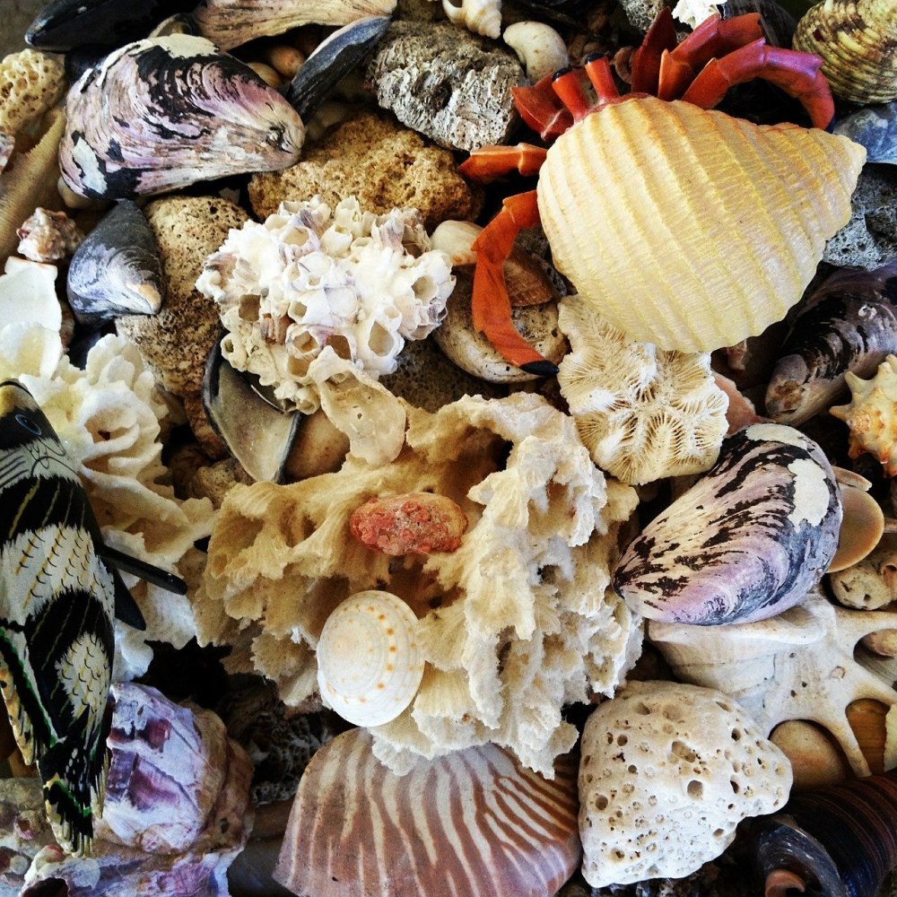 Ракушки морские съедобные
