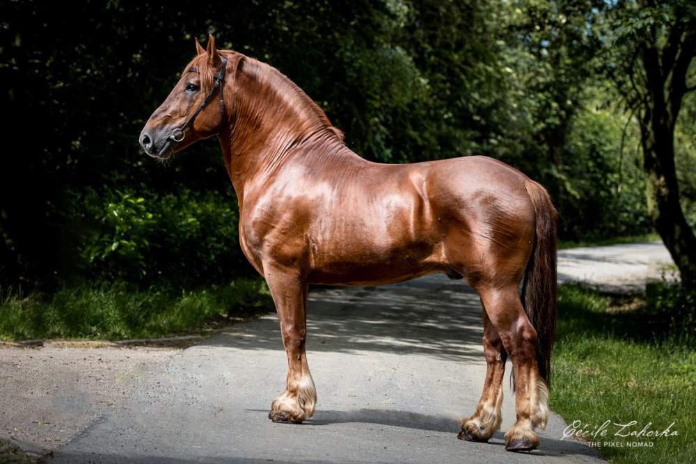 Порода лошадей старая фламандская