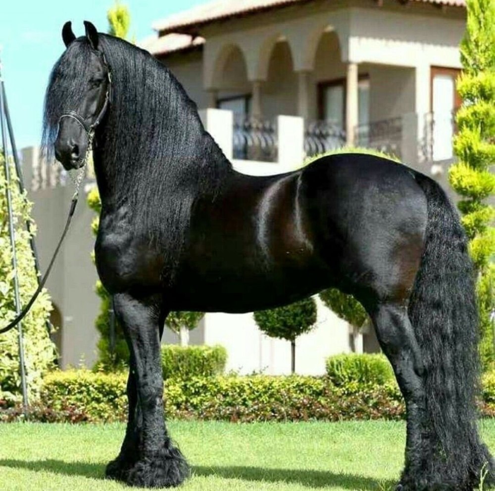Фриз Фризская лошадь