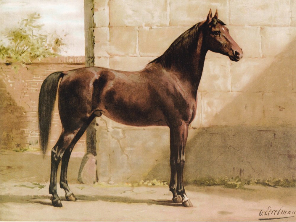 Otto Eerelman лошади