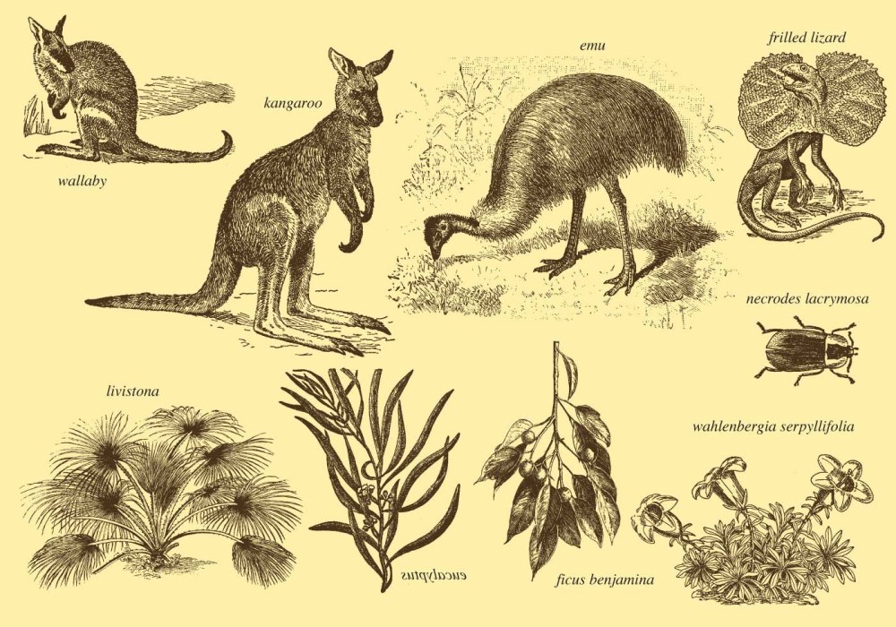 Фауна австралии и океании