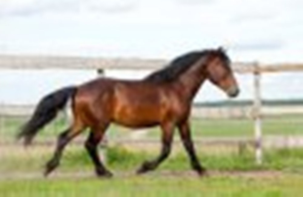 Порода лошадей казахская